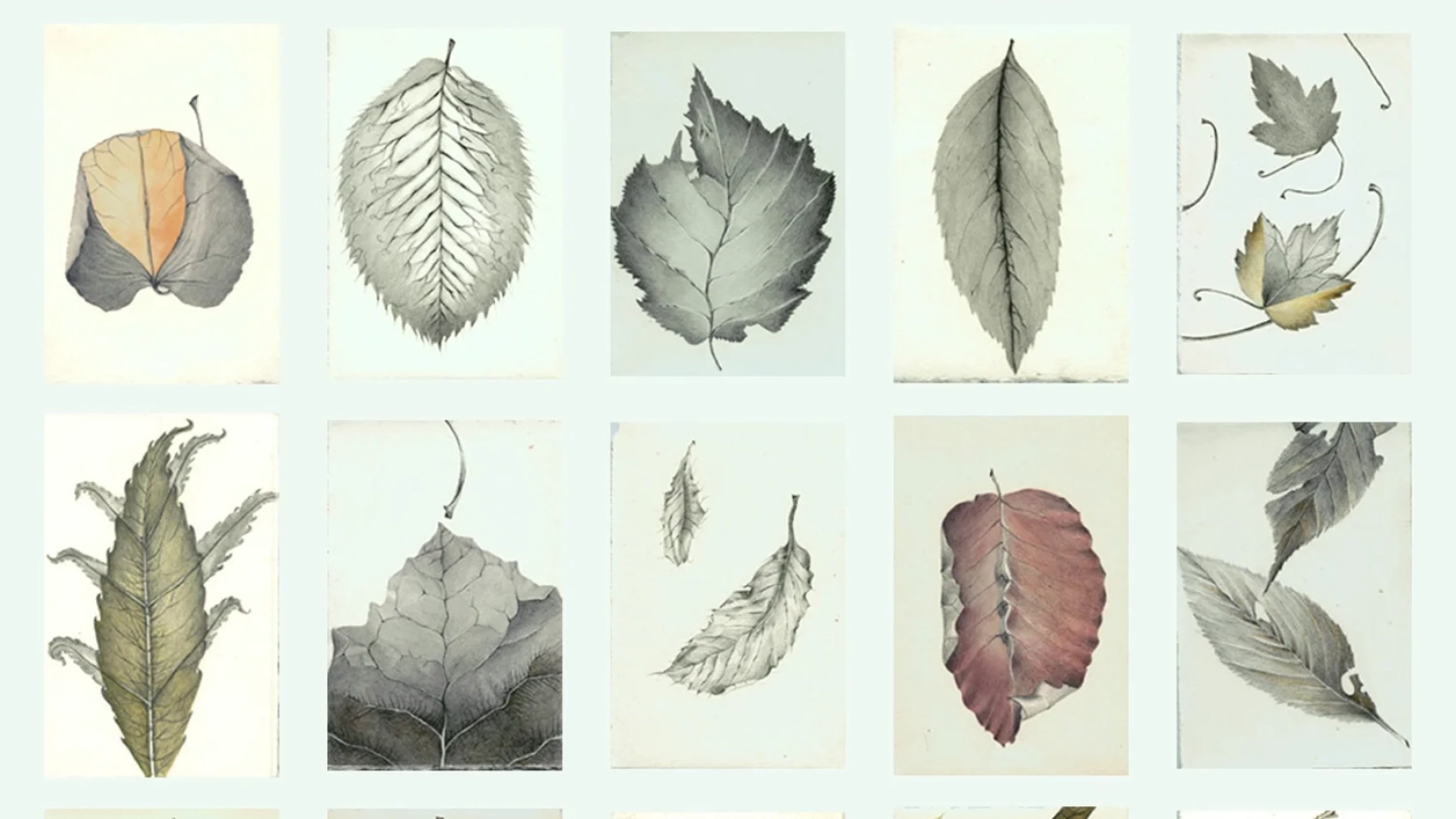 Leaves_1